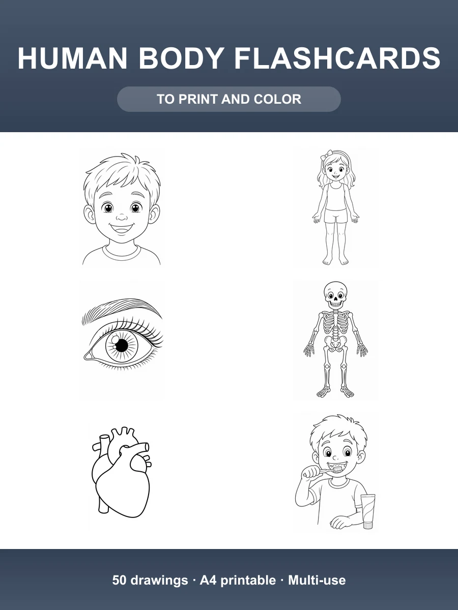 Human Body Flashcards · 50 Printable Coloring Pages